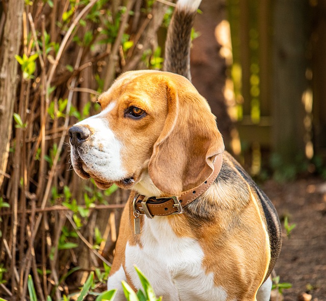 Que couvre l’assurance pension canine ?